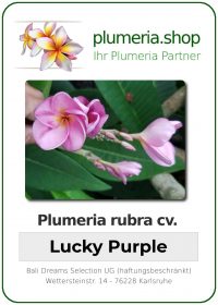 Plumeria rubra "Lucky Purple"