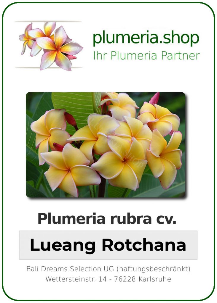 Plumeria rubra "Lueang Rotchana"