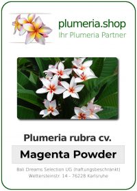 Plumeria rubra &quot;Magenta Powder