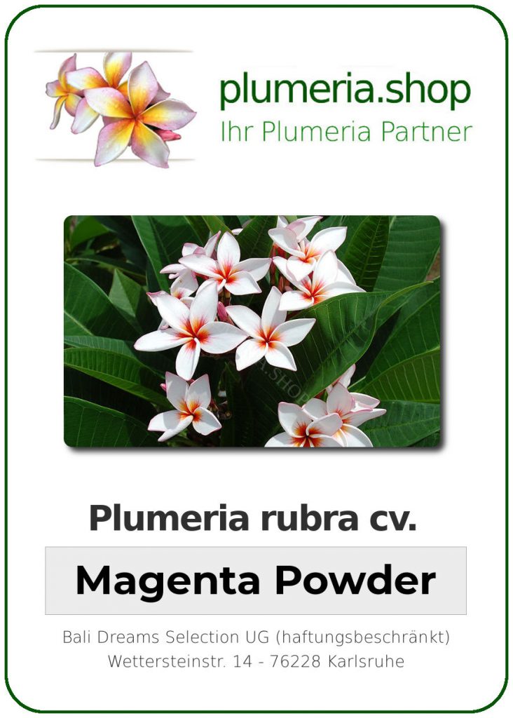 Plumeria rubra "Magenta Powder", wurzelnackt