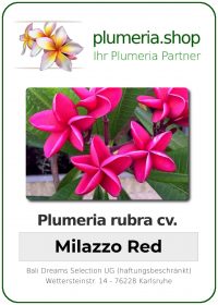 Plumeria rubra "Milazzo Red"