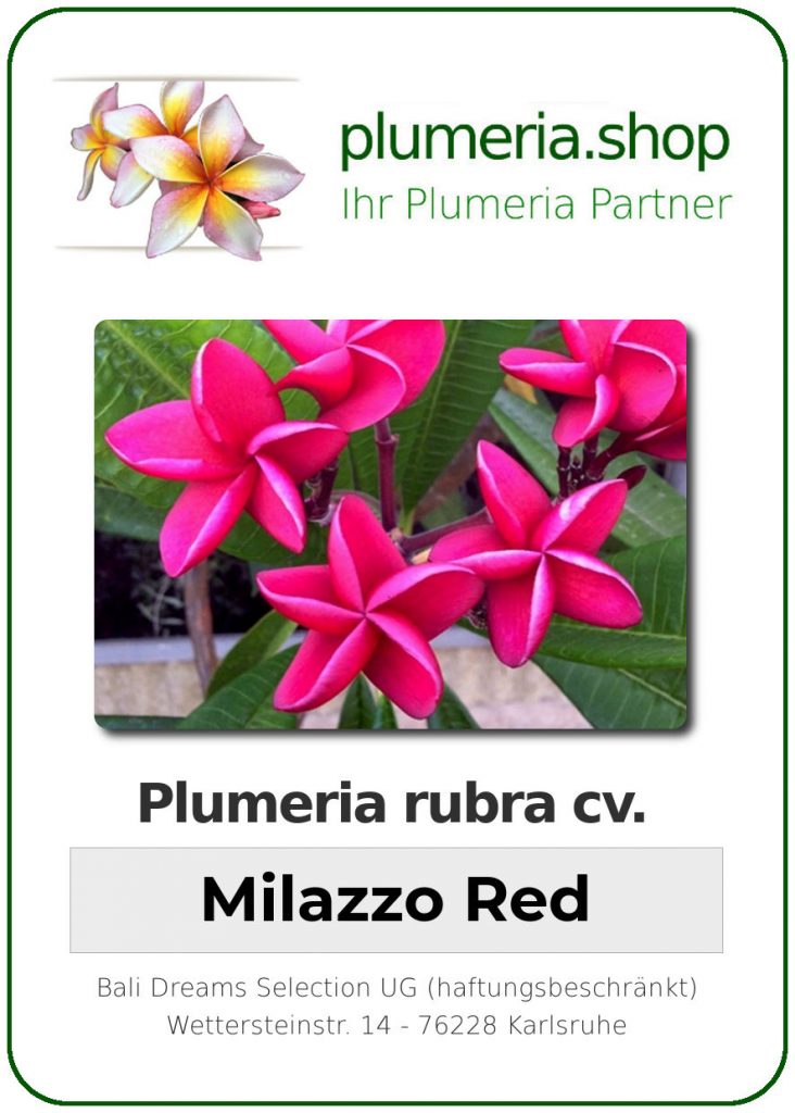 Plumeria rubra cv. "Milazzo Red" - unbewurzelter Steckling