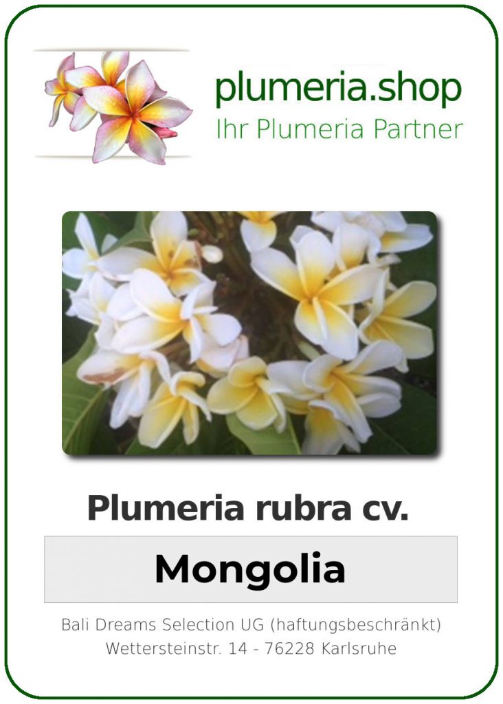 Plumeria rubra cv. "Mongolia" - unbewurzelter Steckling