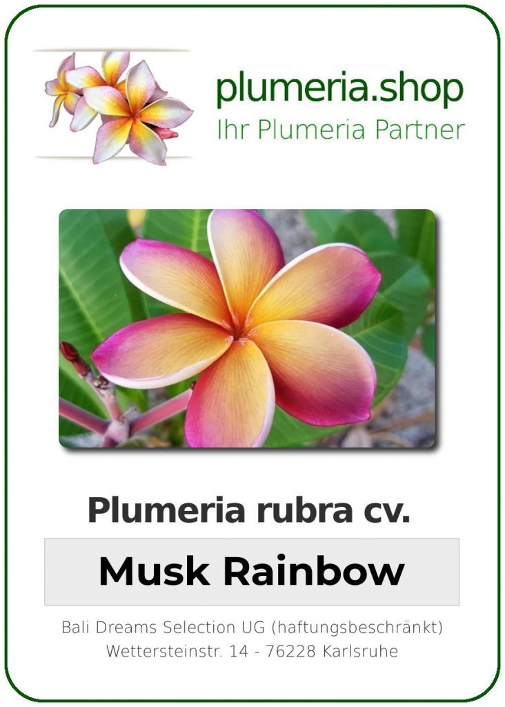 Plumeria rubra cv. "Musk Rainbow" aka "George Brown" - veredelter, bewurzelter Steckling