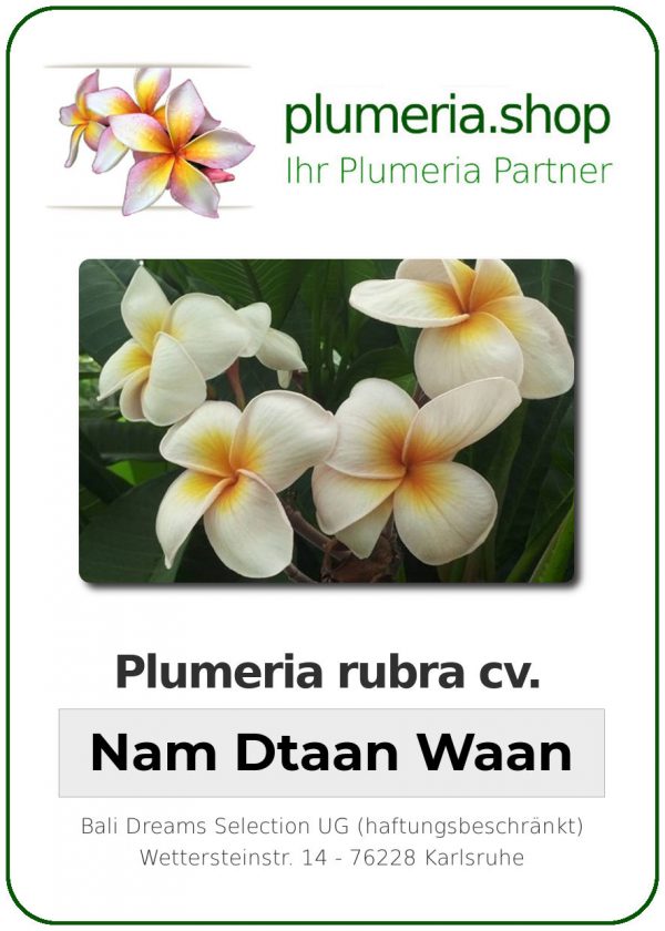 Plumeria rubra "Nam Dtaan Waan"