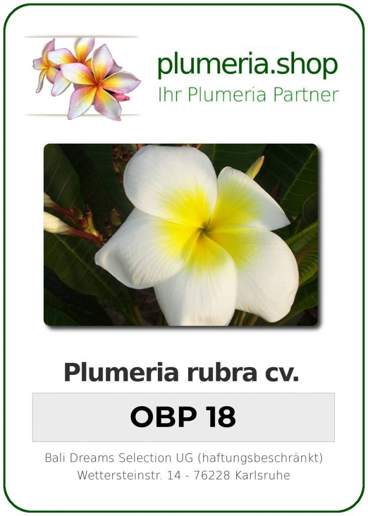 Plumeria rubra "OBP 18"