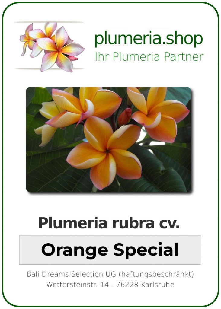 Plumeria rubra "Orange Special"