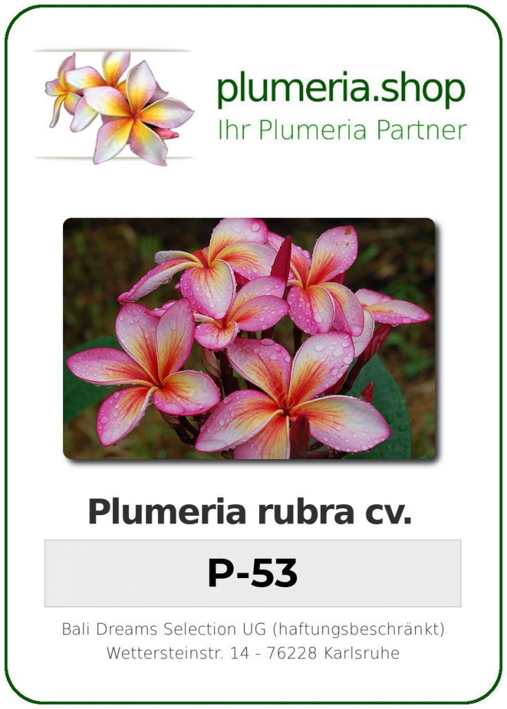 Plumeria rubra cv. "P-53" - unbewurzelter Steckling