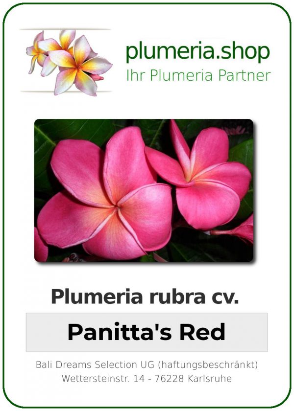 Plumeria rubra "Panitta's Red"