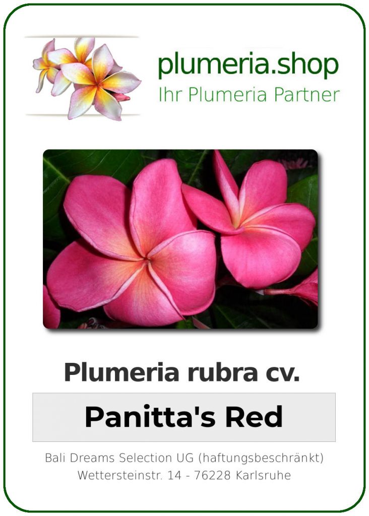 Plumeria rubra "Panita's Red"