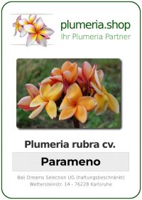 Plumeria rubra "Parameno"