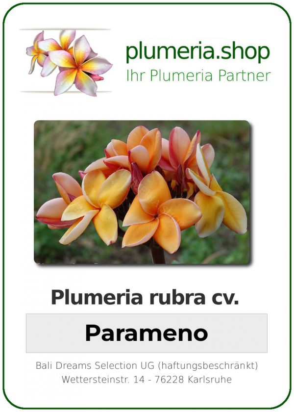 Plumeria rubra "Parameno"