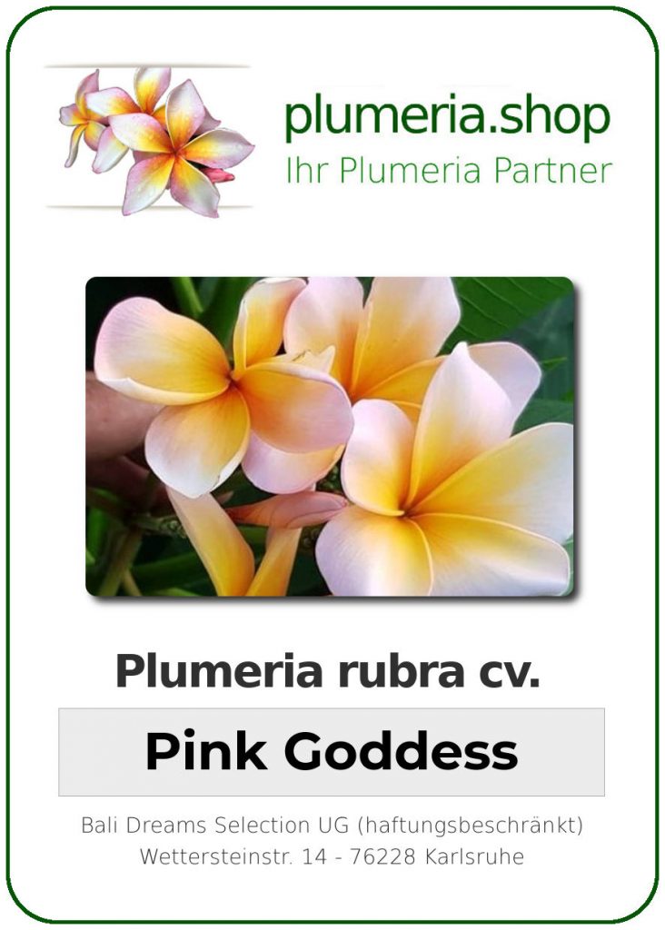 Plumeria rubra cv. "Pink Goddess" - unbewurzelter Steckling