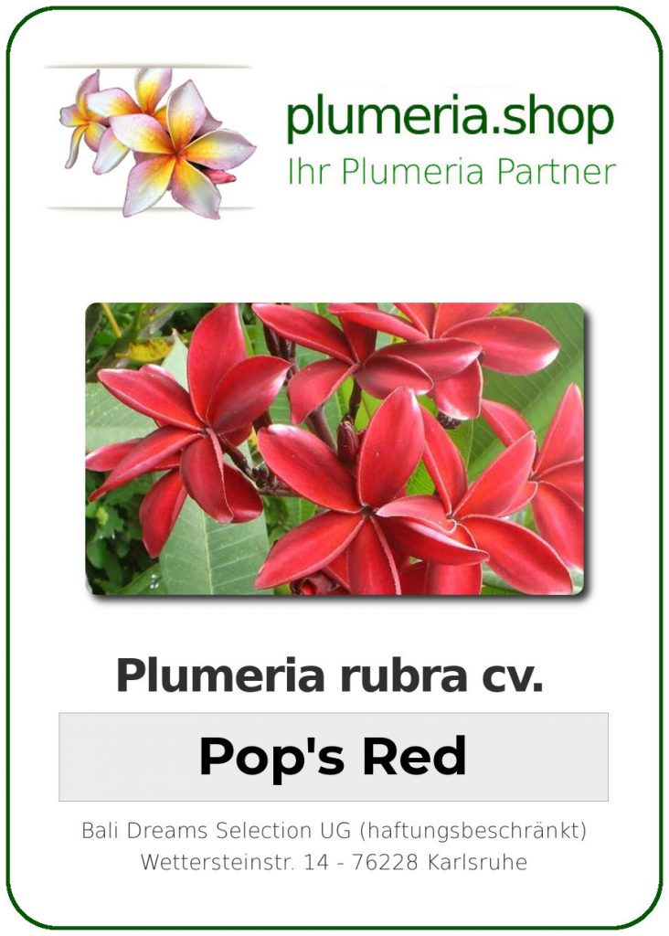 Plumeria rubra cv. "Pop's Red" - unbewurzelter Steckling mit Bruch