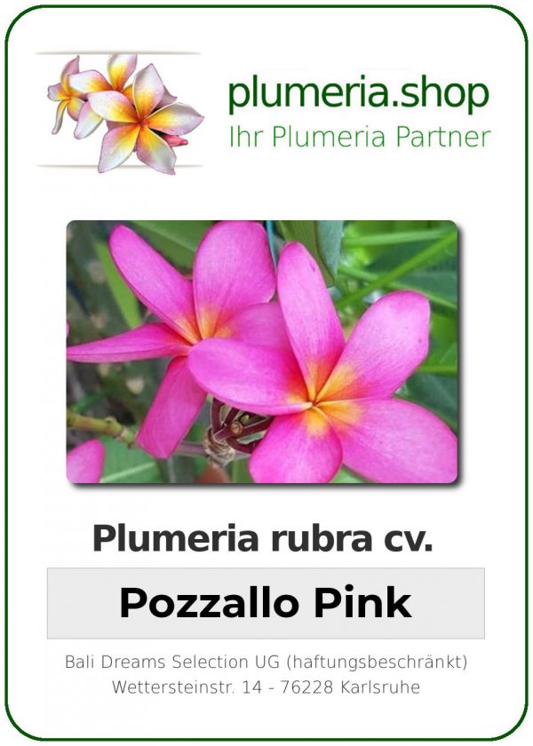 Plumeria rubra &quot;Pozzallo Pink&quot;