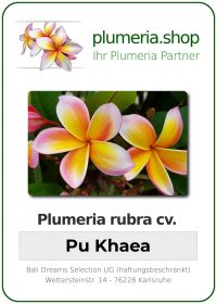Plumeria rubra "Pu Khaea"