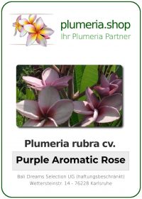 Plumeria rubra "Purple Aromatic Rose"