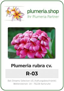 Plumeria rubra "R-03"