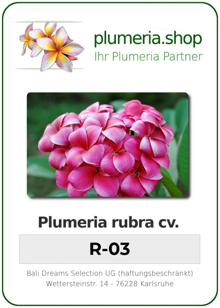 Plumeria rubra "R03"