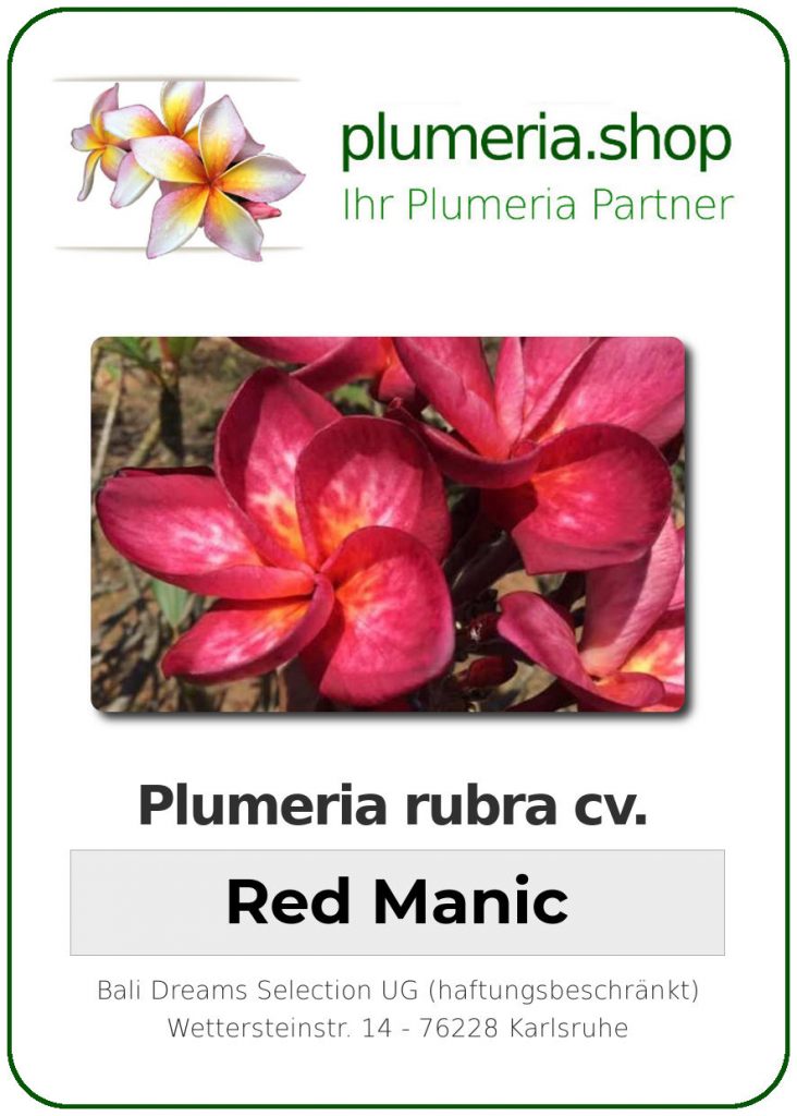 Plumeria rubra cv. "Red Manic" - unbewurzelter Steckling