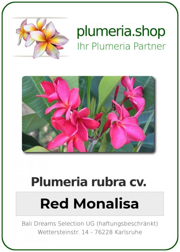 Plumeria rubra "Red Monalisa"