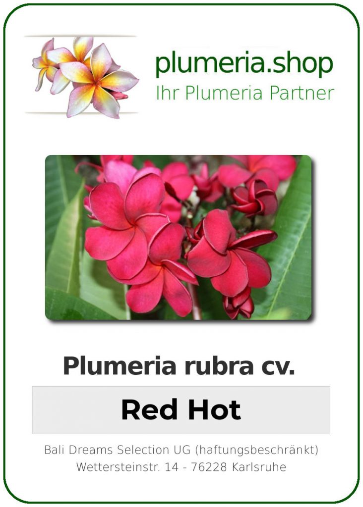 Plumeria rubra "Red Hot"