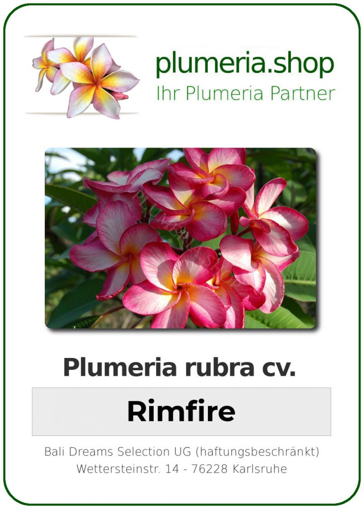 Plumeria rubra cv. "Rimfire" - unbewurzelter Steckling