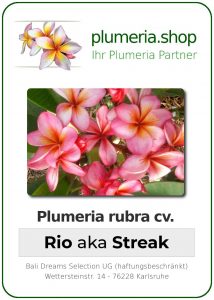 Plumeria rubra "Rio" aka "Streak"