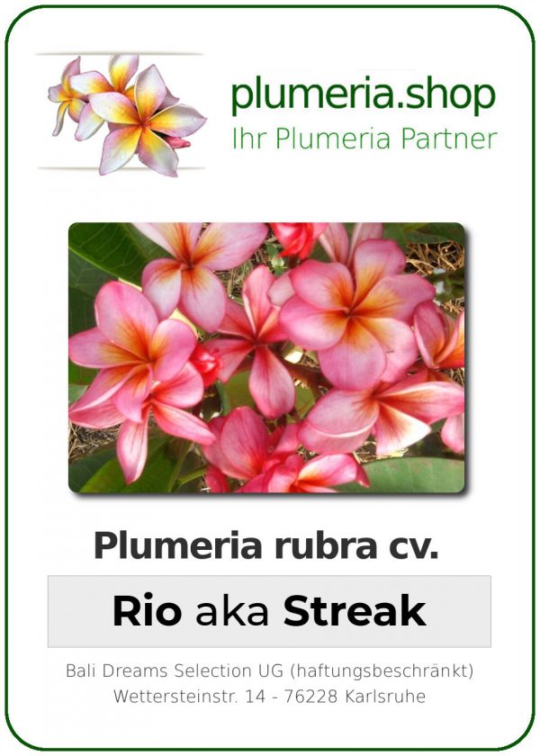 Plumeria rubra "Rio" aka "Streak"