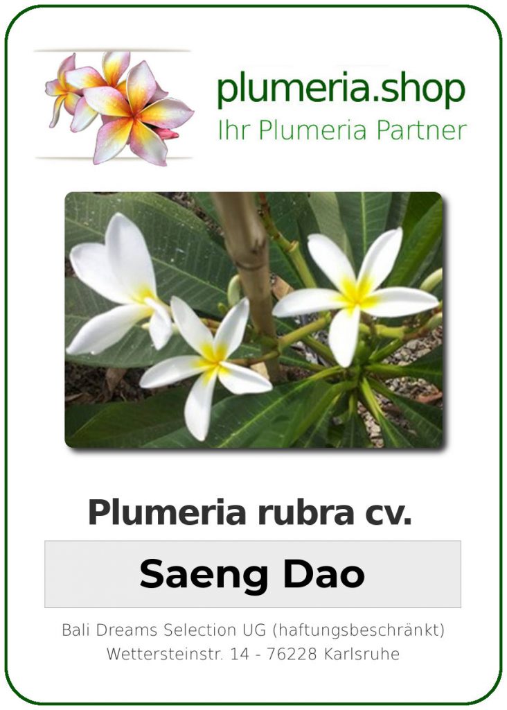 Plumeria rubra cv. "Saeng Dao" - unbewurzelter Steckling