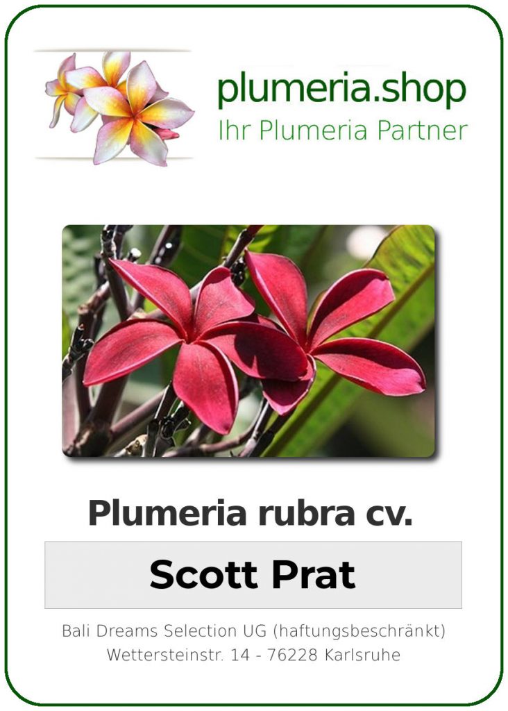 Plumeria rubra cv. "Scott Prat" - unbewurzelter Steckling