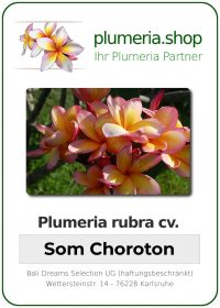 Plumeria rubra "Som Choroton"