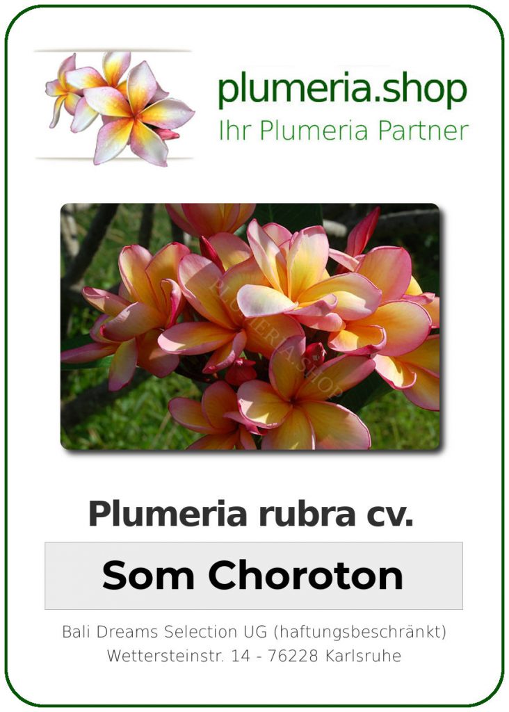 Plumeria rubra cv. "Som Choroton" - unbewurzelter Steckling