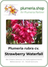 Plumeria rubra "Strawberry Waterfall"