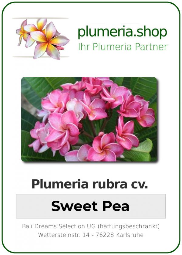 Plumeria rubra "Sweet Pea"