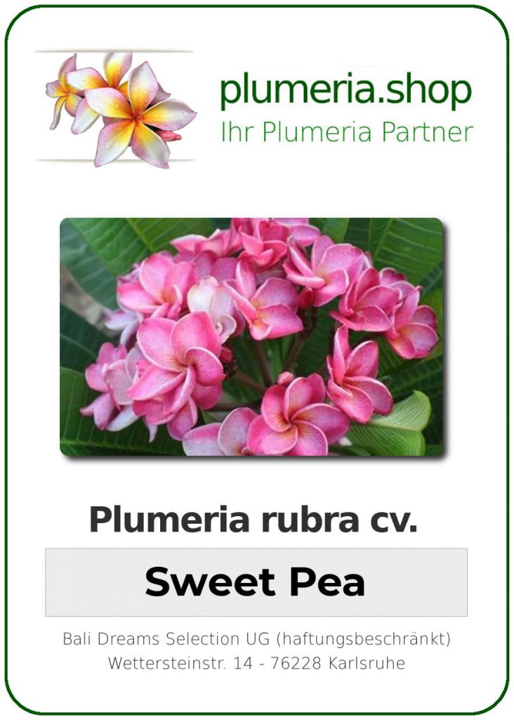 Plumeria rubra cv. "Sweet Pea" - unbewurzelter Steckling