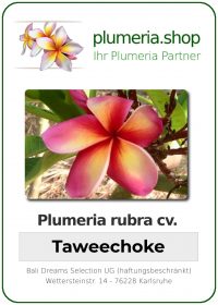 Plumeria rubra "Taweechoke"