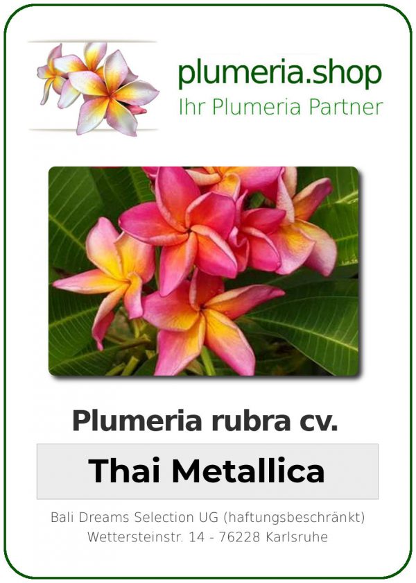 Plumeria rubra "Thai Metallica"