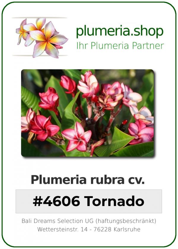 Plumeria rubra "#4606 Tornado"