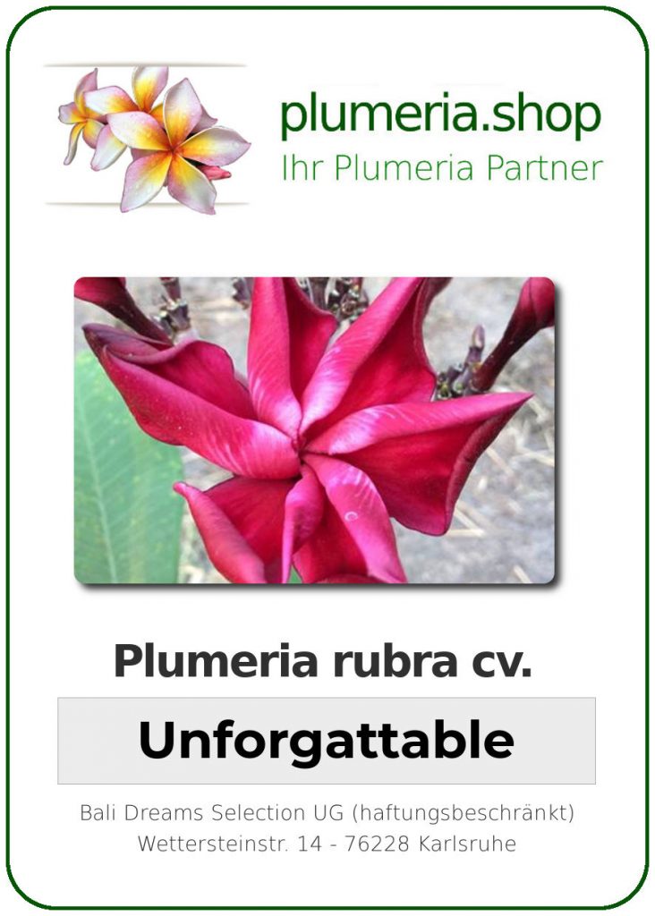 Plumeria rubra cv. "Unforgettable" - unbewurzelter Steckling