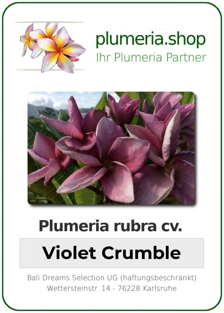 Plumeria rubra cv. "Violet Crumble" - unbewurzelter Steckling