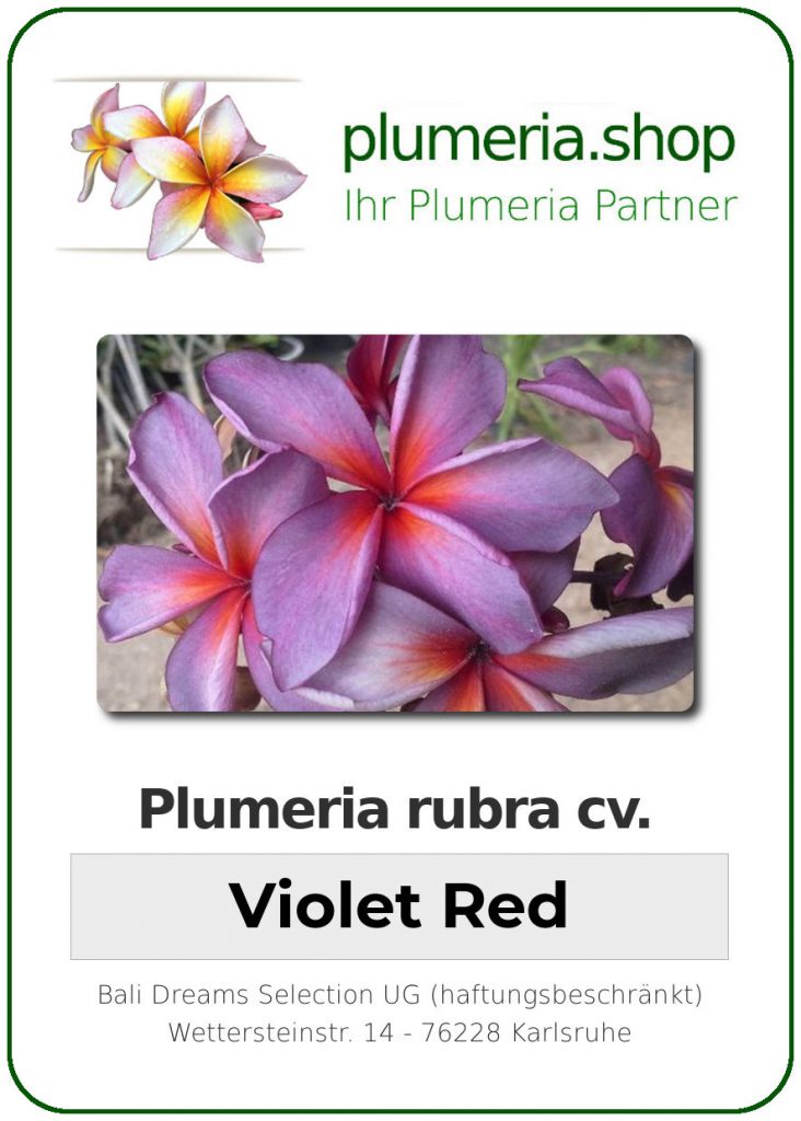 Plumeria rubra "Violet Red"