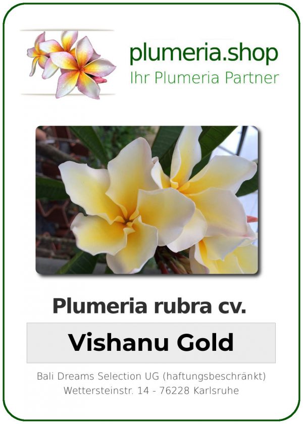 Plumeria rubra "Vishanu Gold"