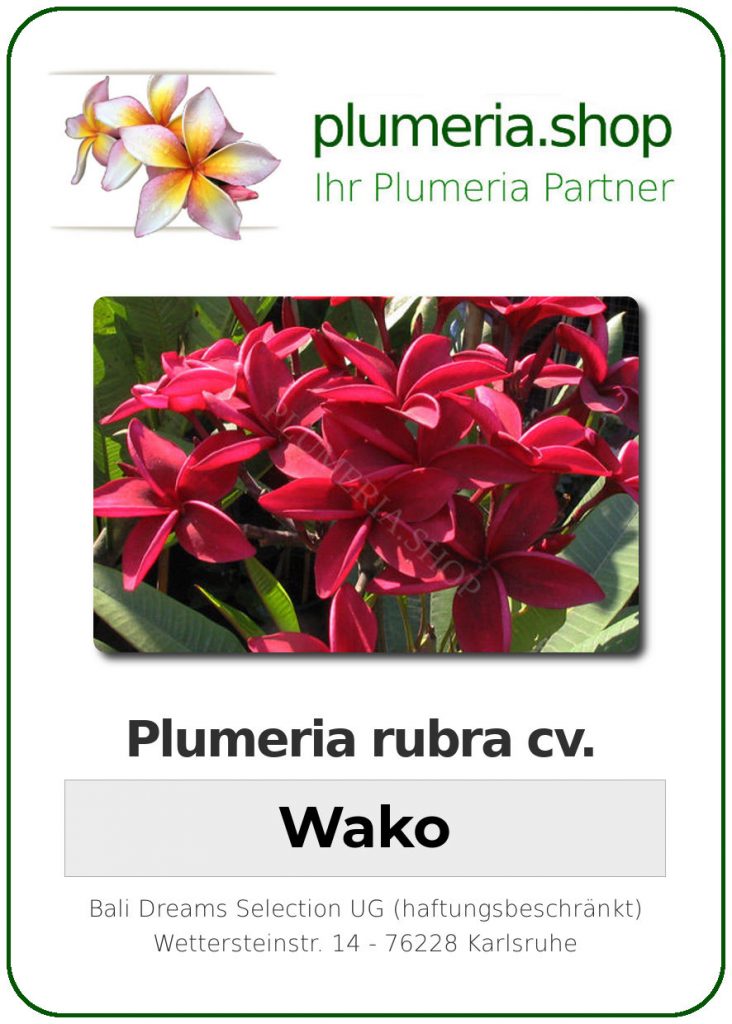 Plumeria rubra cv. "Wako" - unbewurzelter Steckling
