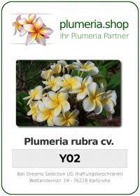Plumeria rubra "Y02"