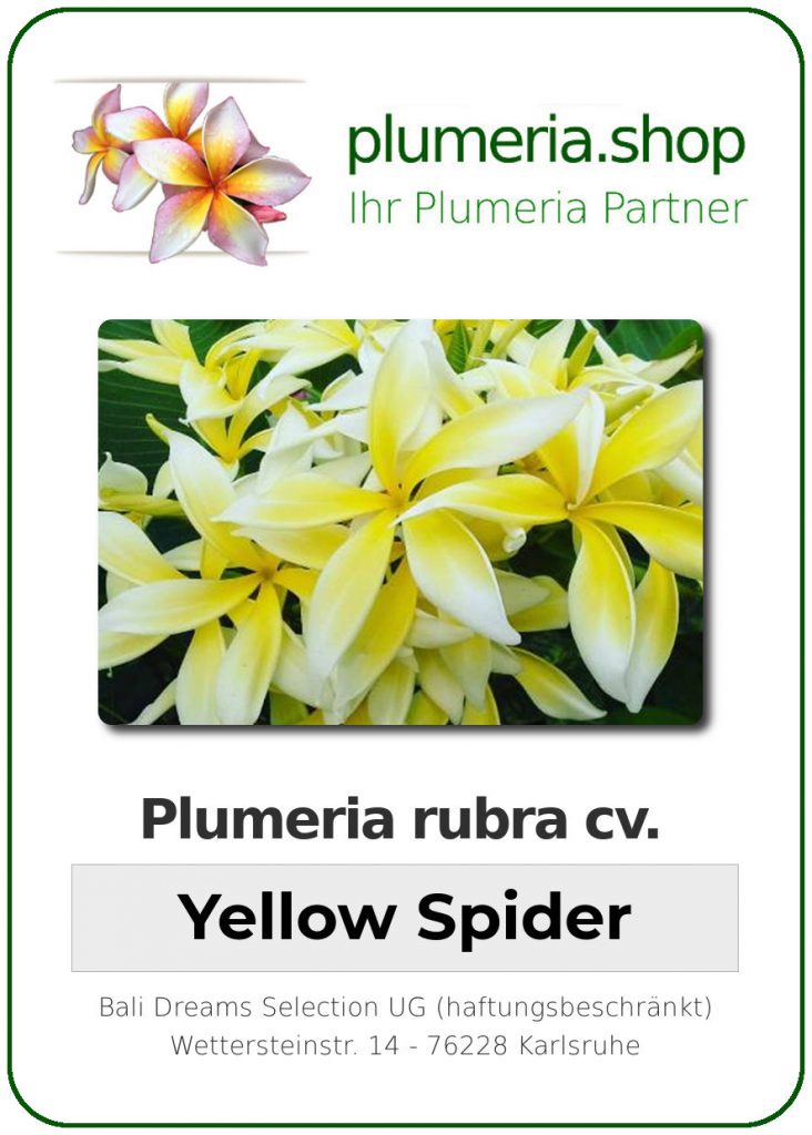 Plumeria rubra cv. "Yellow Spider" - unbewurzelter Steckling