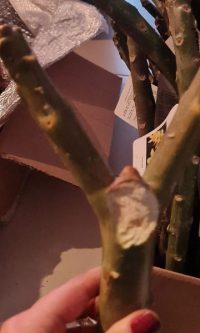 Plumeria rubra cv. "Shooting Star" - unbewurzelter Steckling mit Bruch – Bild 3