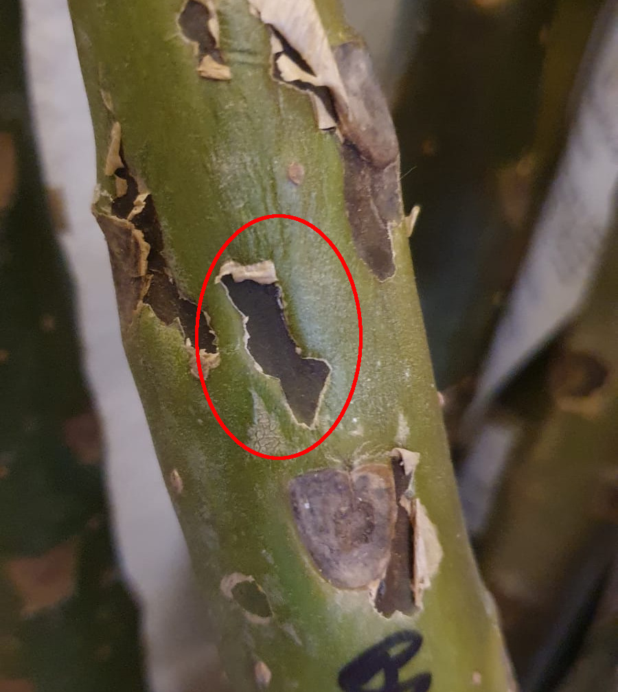 Black spots on a Plumeria cutting