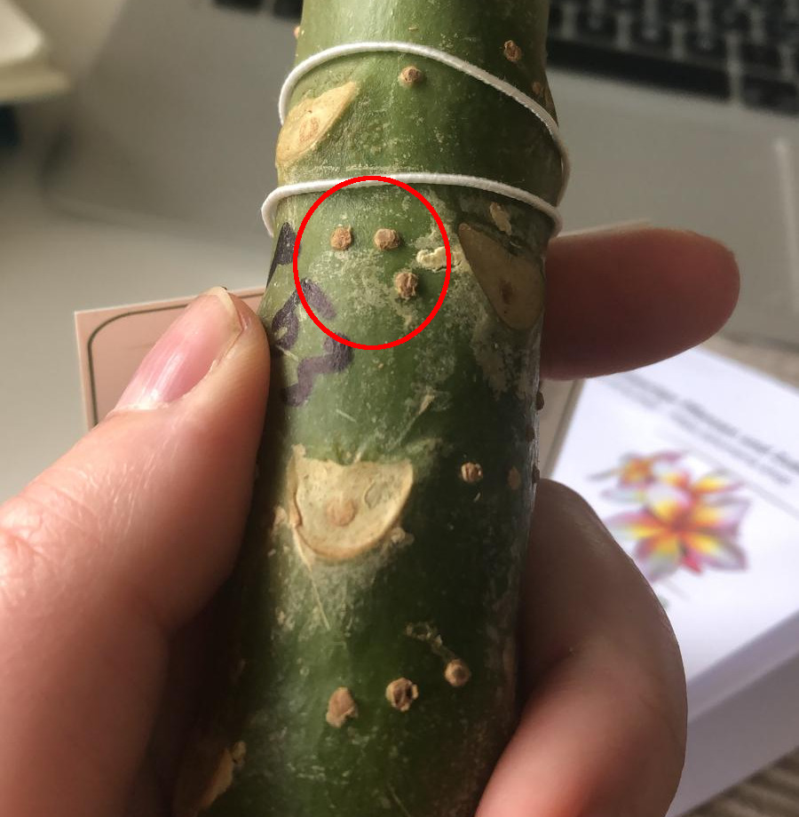 Pustules on a Plumeria cutting