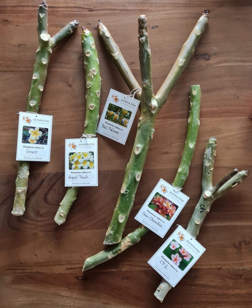 Plumeria rubra - Steckling Starterset
